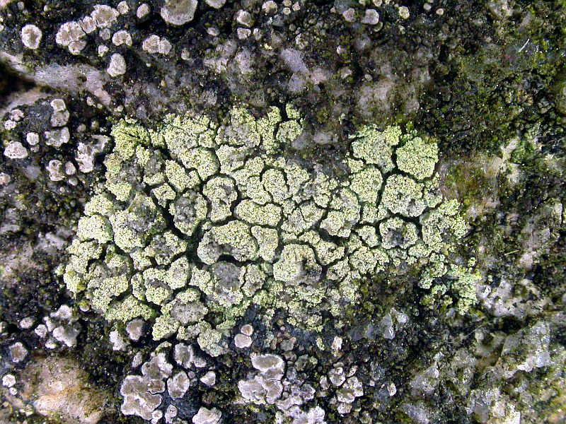 Lecanora orosthea (door Kok van Herk)