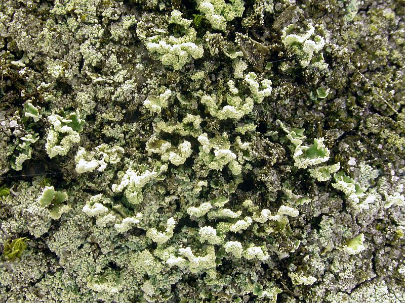 Cladonia incrassata (door Kok van Herk)