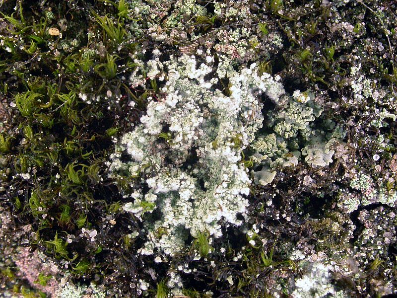 Lepraria rigidula (door Kok van Herk)