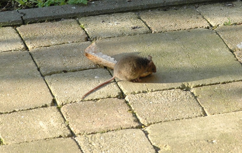 Mus musculus (door Bas Kers)