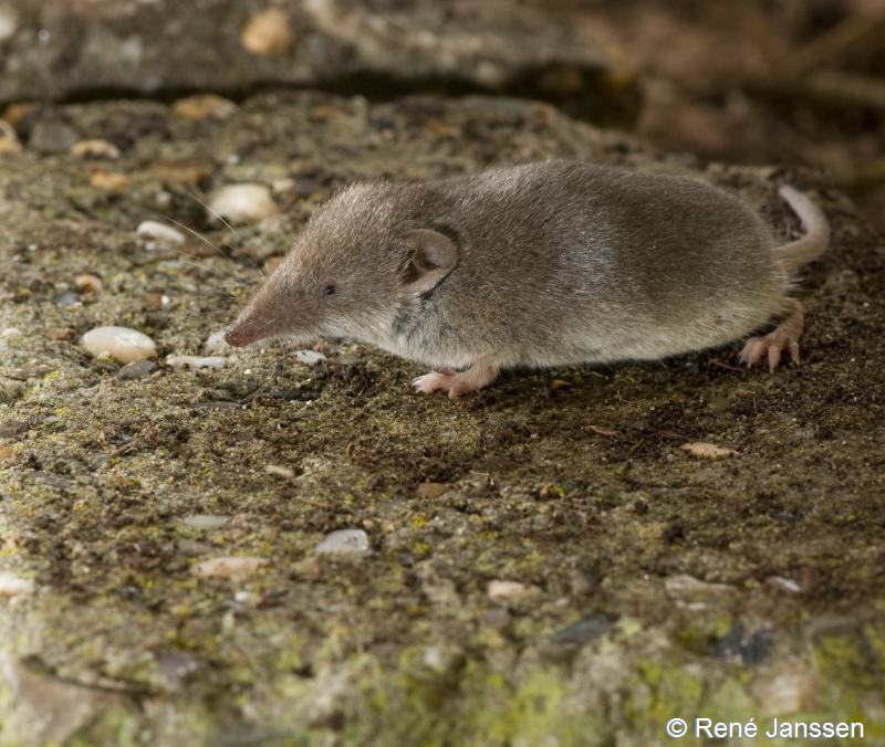 Crocidura russula (door René Janssen)