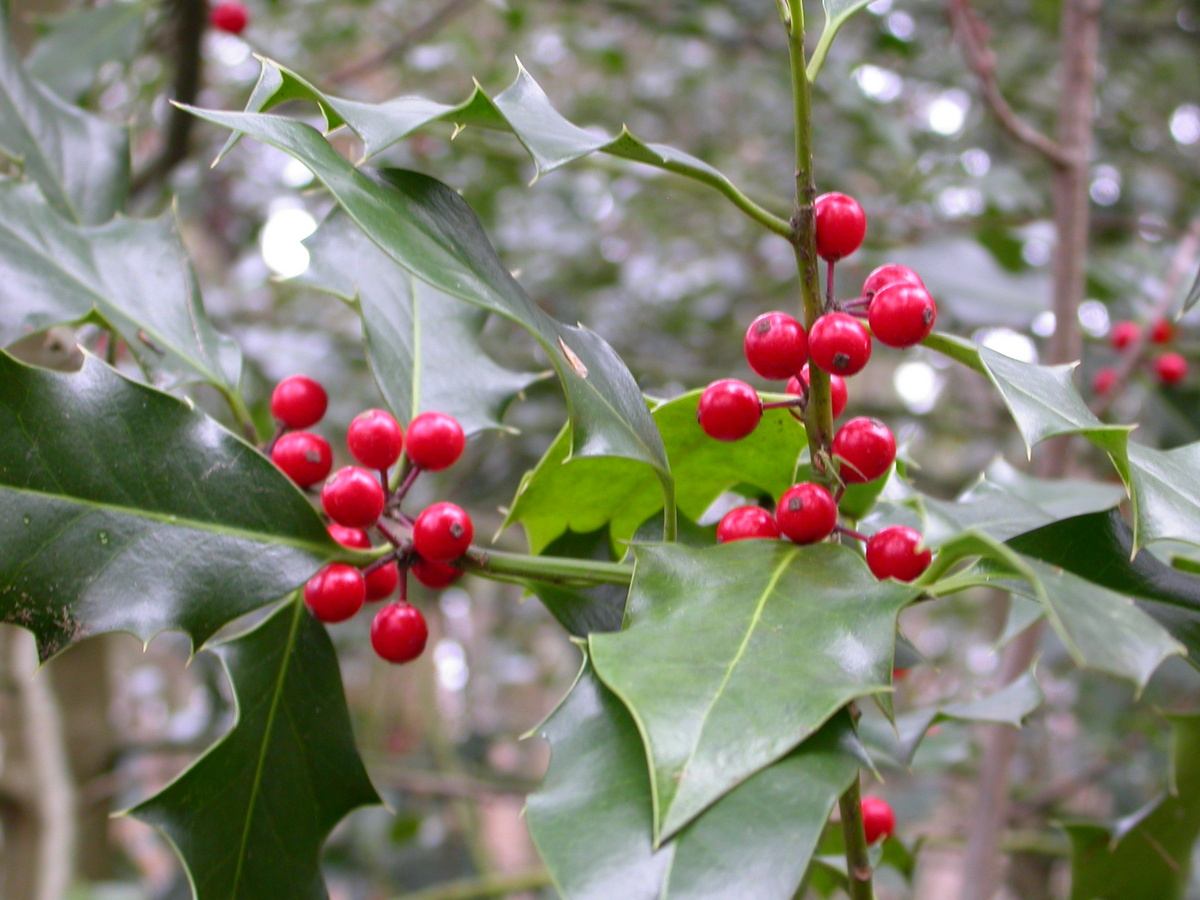 Ilex aquifolium (door Peter Meininger)