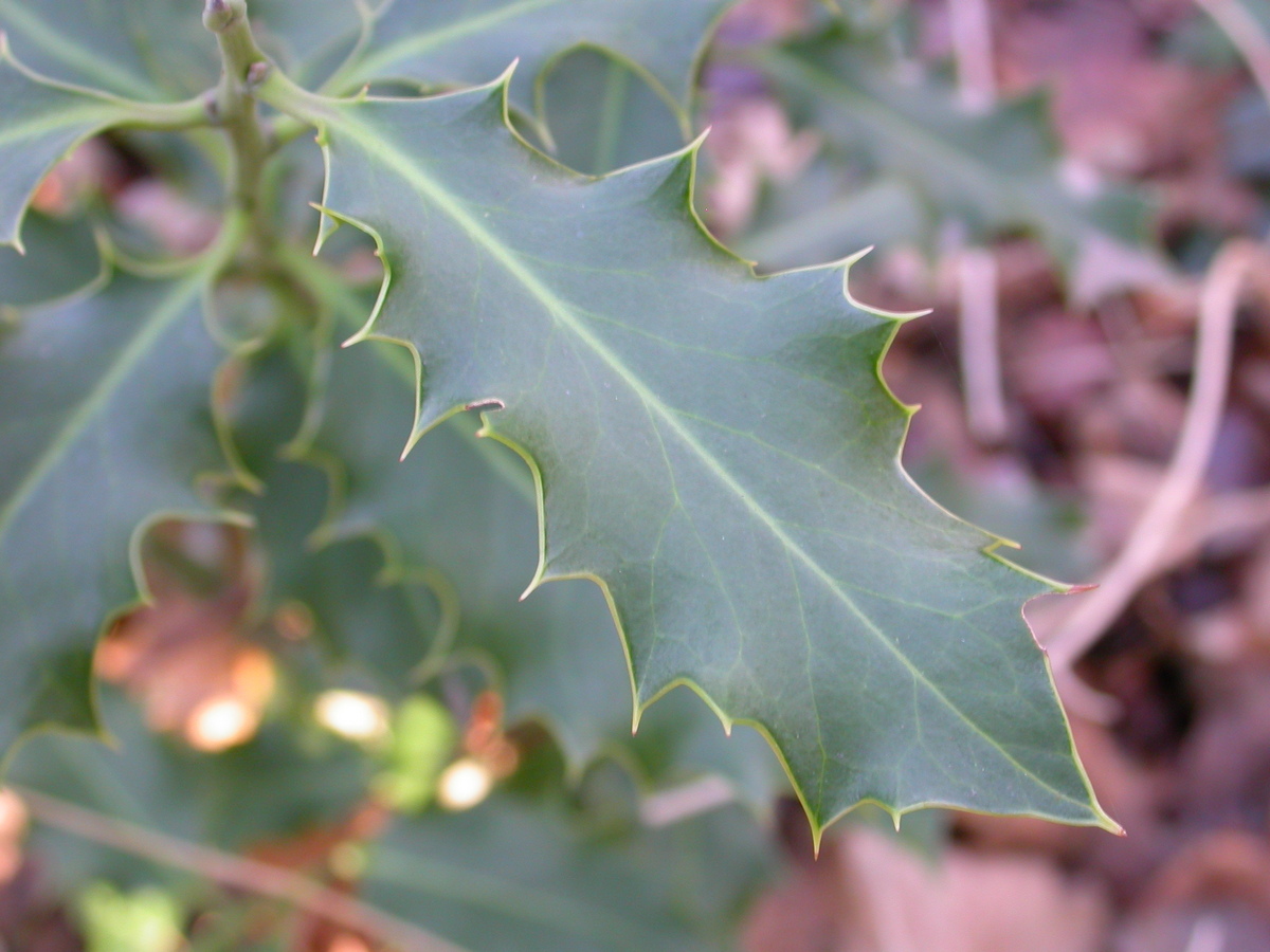 Ilex aquifolium (door Peter Meininger)