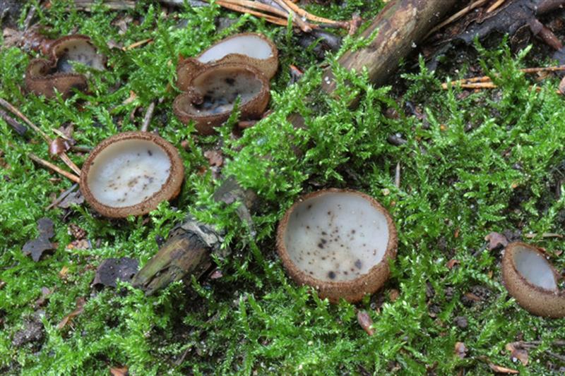 Humaria hemisphaerica (door Menno Boomsluiter)