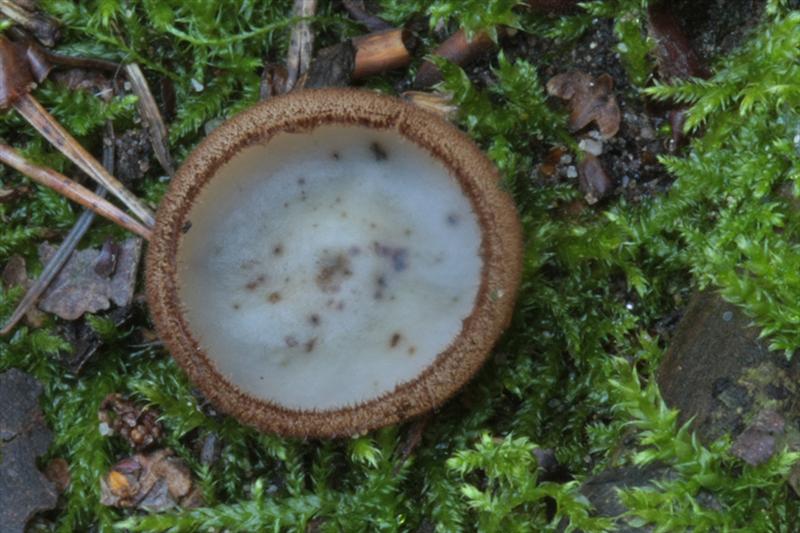 Humaria hemisphaerica (door Menno Boomsluiter)