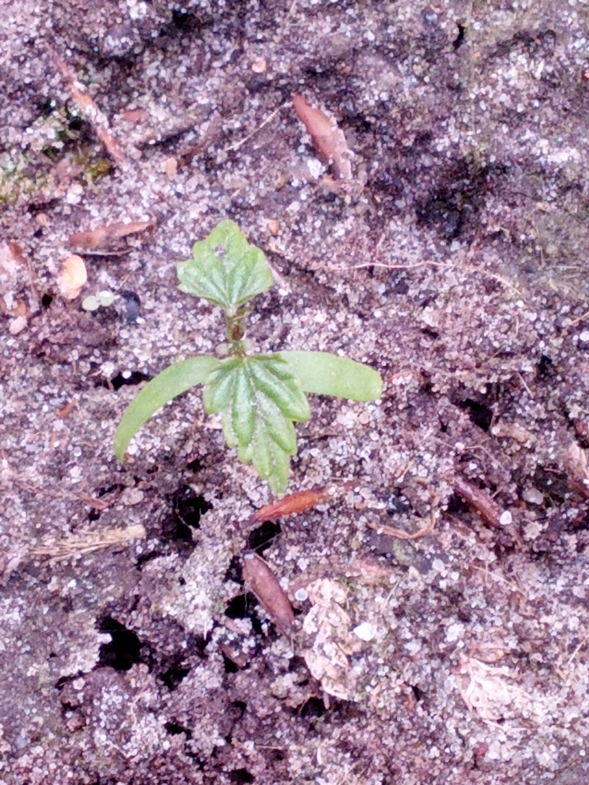 Humulus lupulus (door Ruud Beringen)