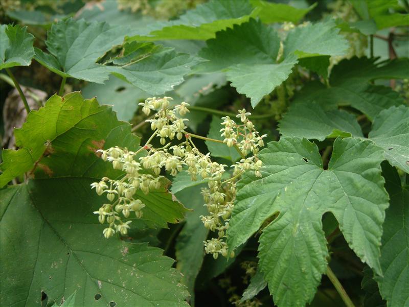 Humulus lupulus (door Adrie van Heerden)