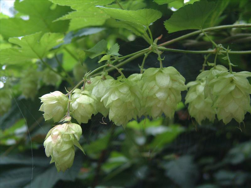 Humulus lupulus (door Adrie van Heerden)