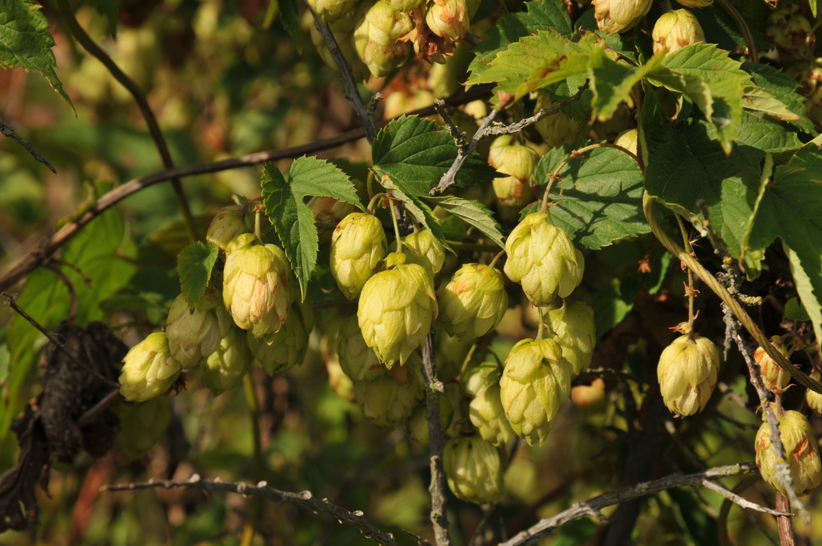 Humulus lupulus (door Hans Toetenel)