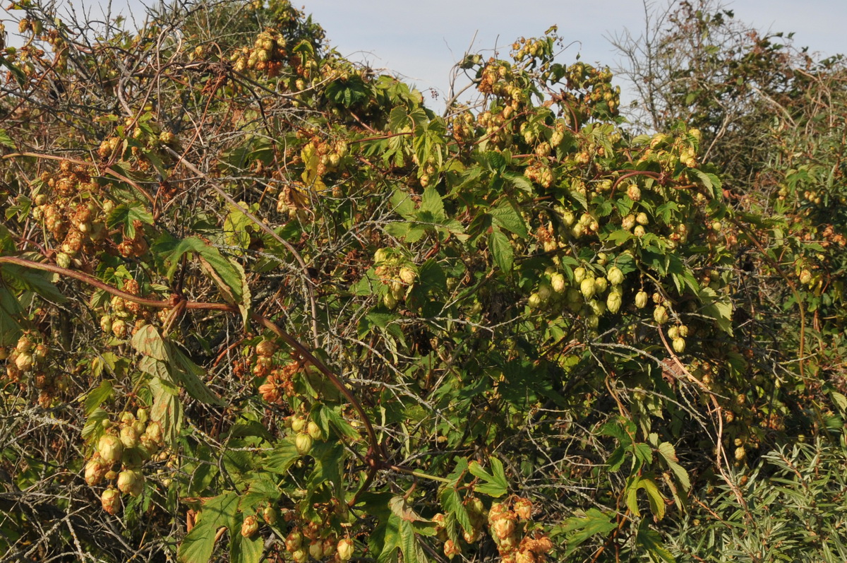 Humulus lupulus (door Hans Toetenel)