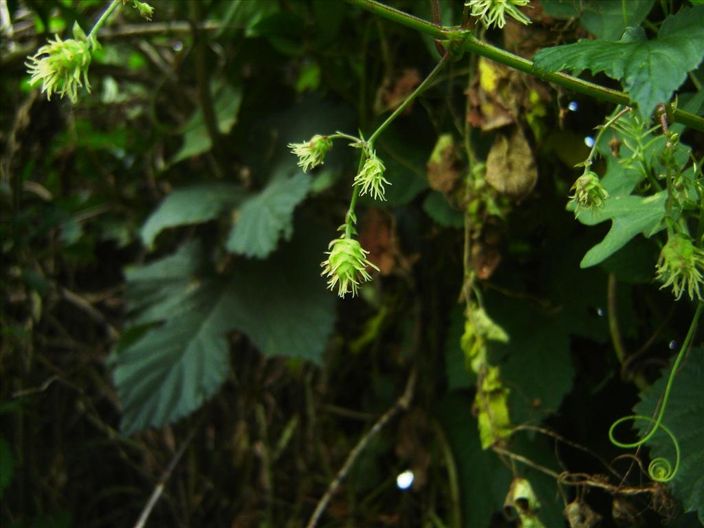 Humulus lupulus (door Ruud Beringen)