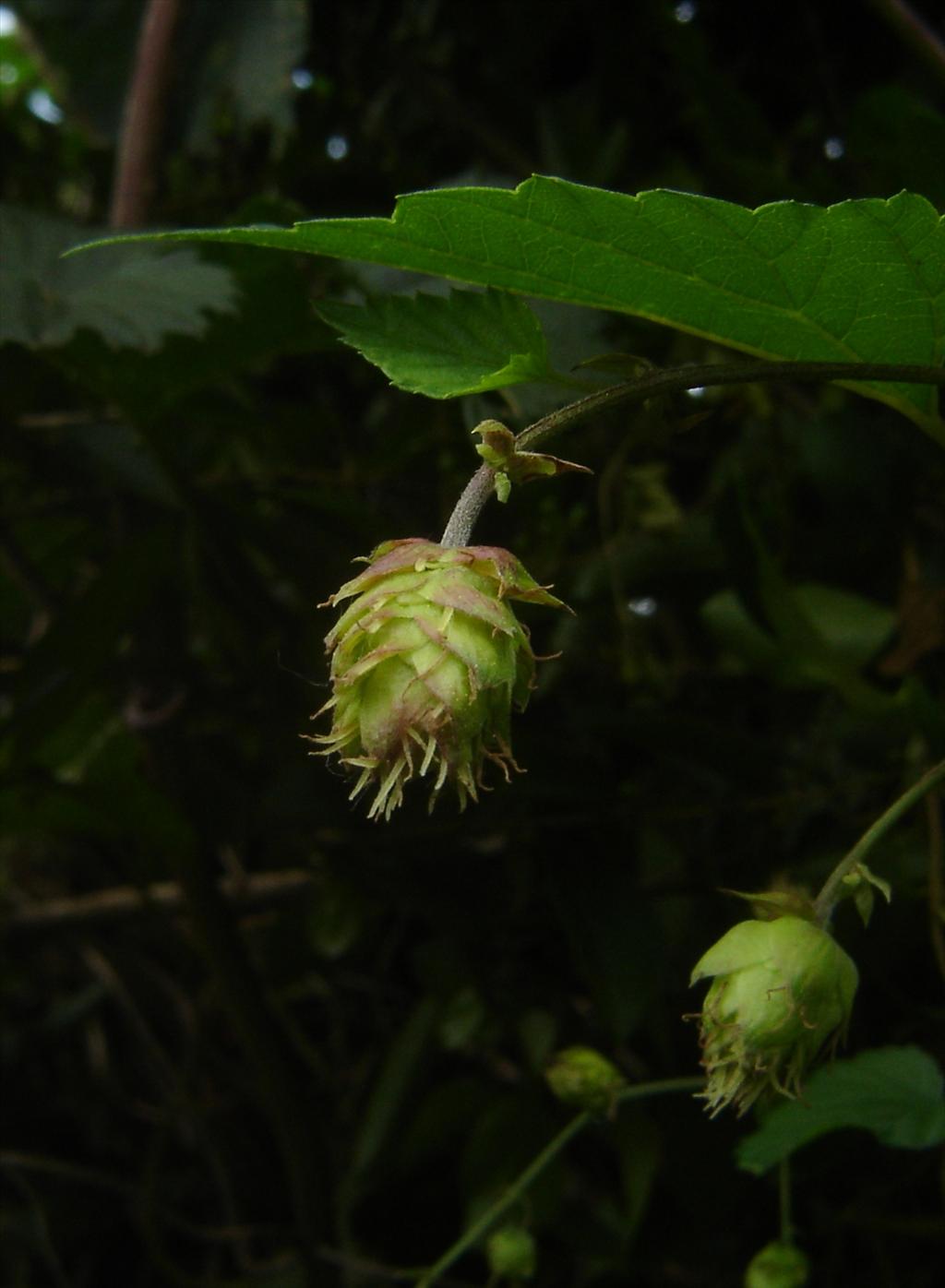 Humulus lupulus (door Ruud Beringen)