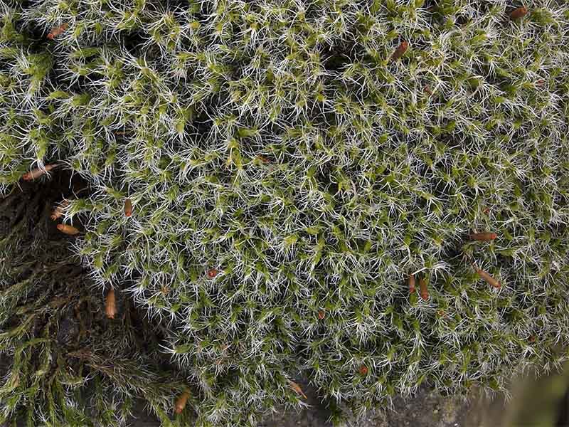 Racomitrium heterostichum (door Bart Horvers)