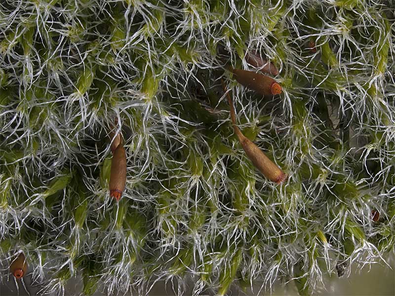 Racomitrium heterostichum (door Bart Horvers)