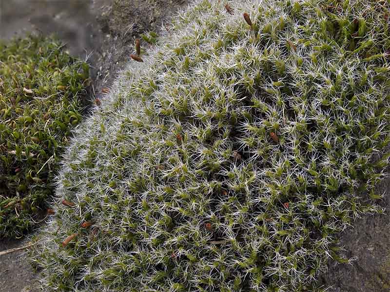 Racomitrium heterostichum (door Bart Horvers)