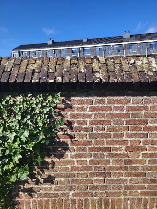Thelocarpon coccosporum (door Rinze Kroeskop)