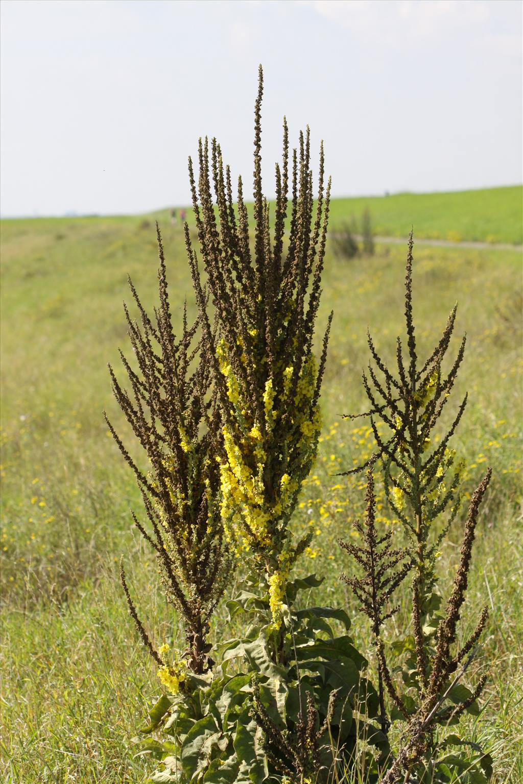 Verbascum speciosum (door Peter Meininger)