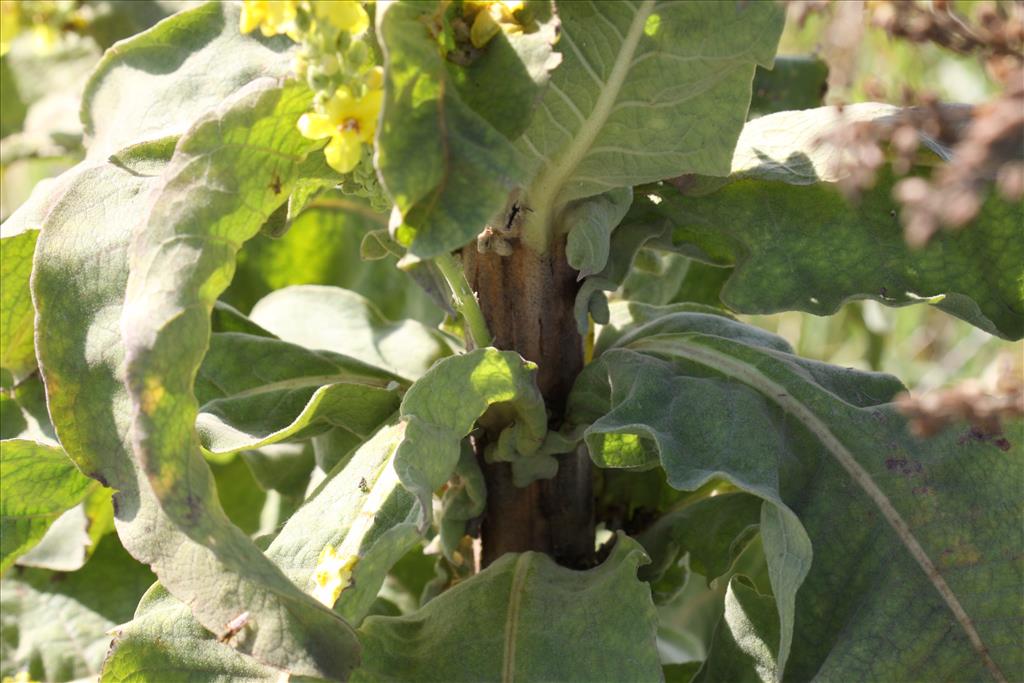 Verbascum speciosum (door Peter Meininger)