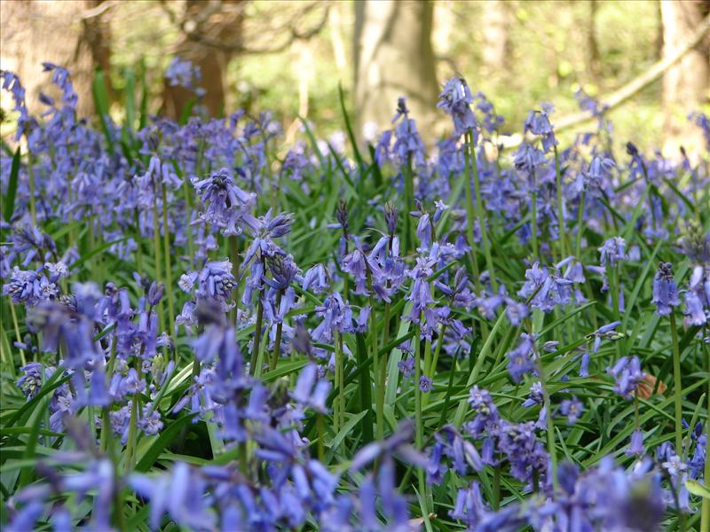 Hyacinthoides x massartiana (door Adrie van Heerden)