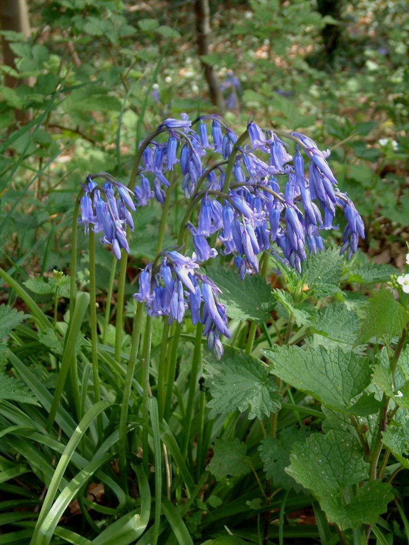 Hyacinthoides x massartiana (door Adrie van Heerden)