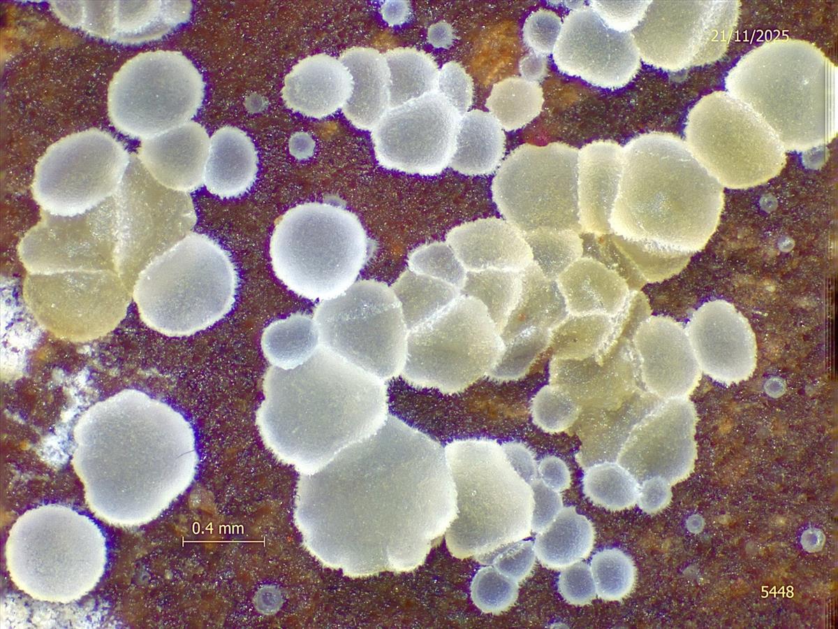 Hyaloscypha albohyalina var. spiralis (door Eduard Osieck)