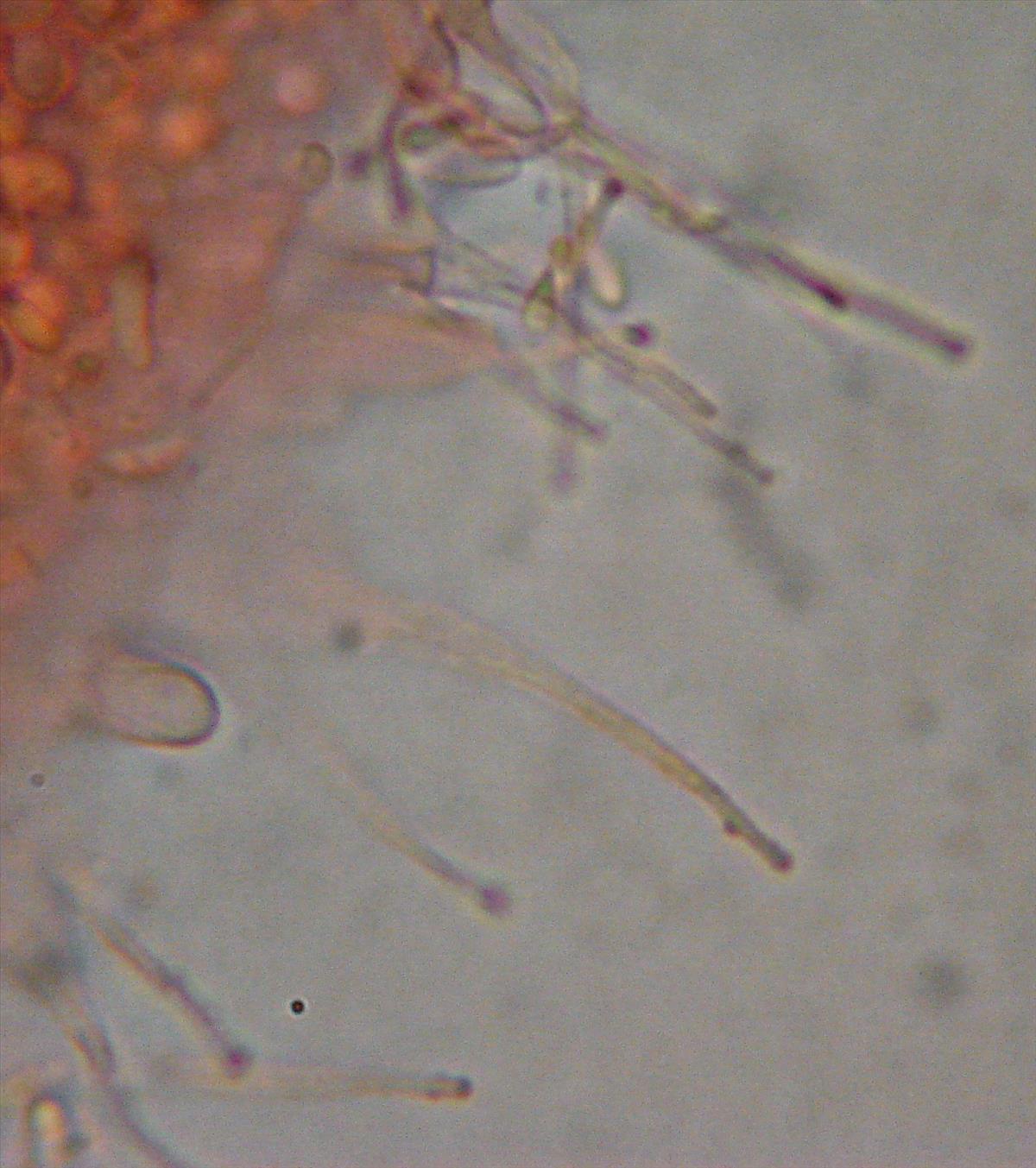 Hyaloscypha daedaleae (door Anneke van der Putte)