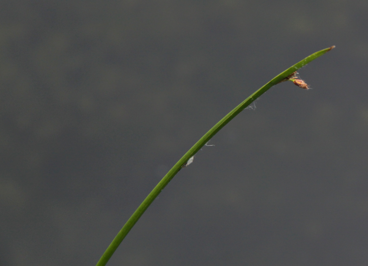 Schoenoplectus x carinatus (door Peter Meininger)