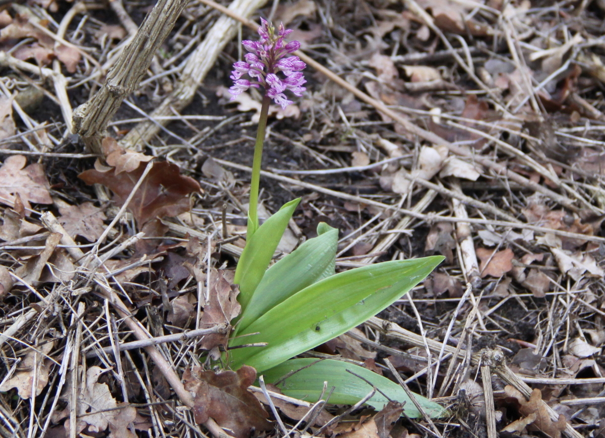 Orchis x hybrida (door Peter Meininger)