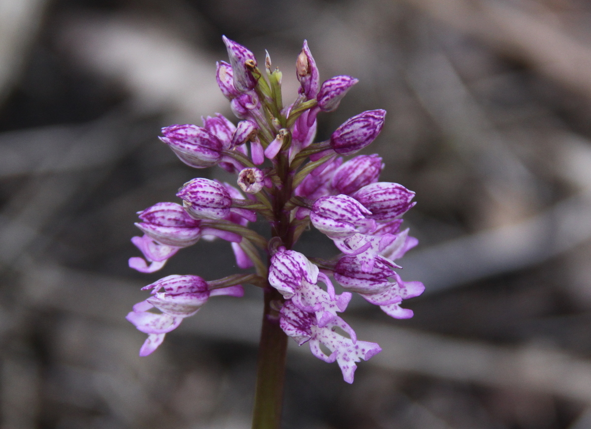 Orchis x hybrida (door Peter Meininger)