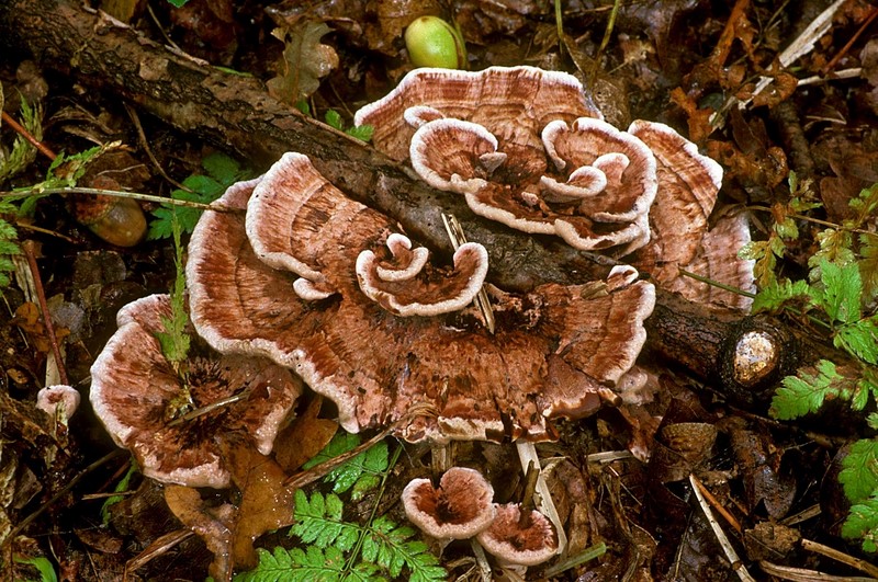 Hydnellum concrescens (door Henk Huijser)