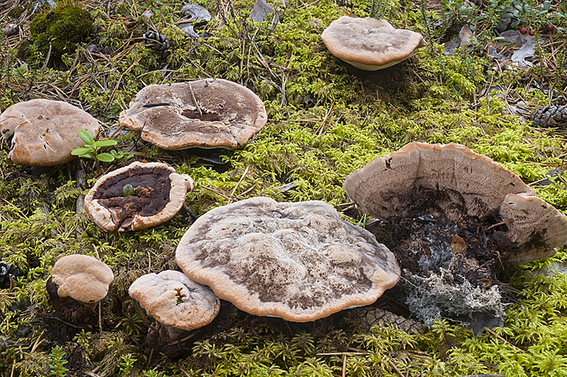 Hydnellum ferrugineum (door Nico Dam)