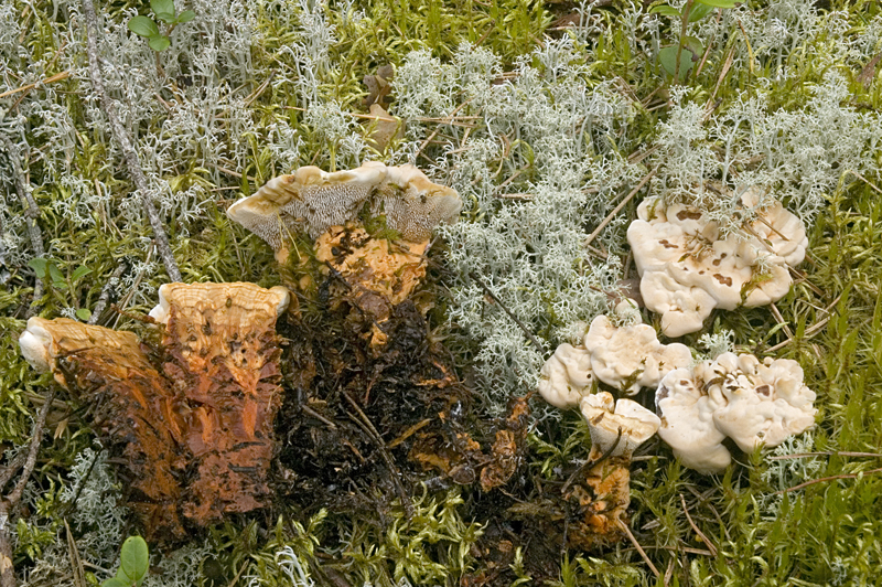 Hydnellum aurantiacum (door Nico Dam)