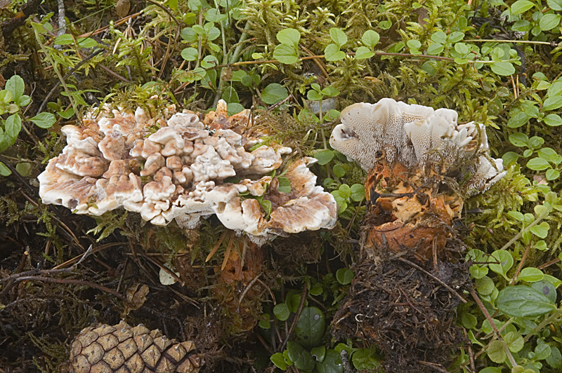 Hydnellum aurantiacum (door Nico Dam)