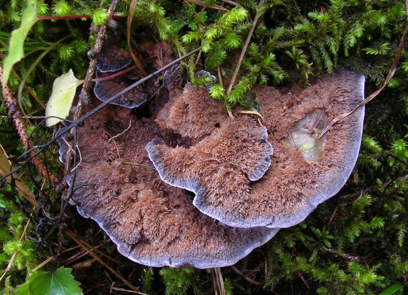 Hydnellum caeruleum (door Aldert Gutter)