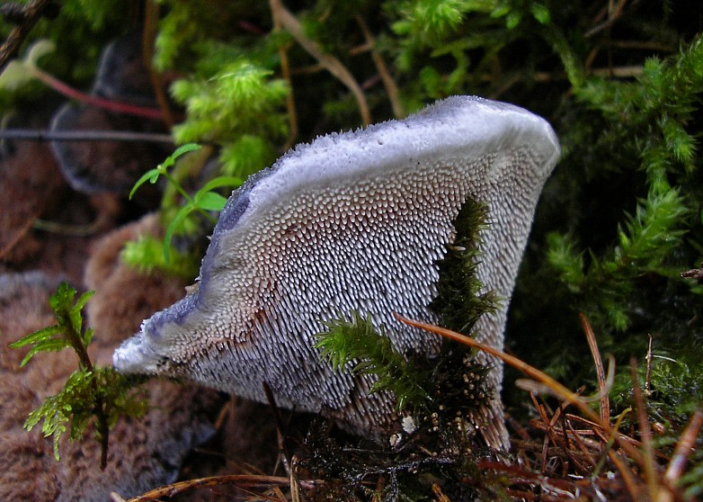 Hydnellum caeruleum (door Aldert Gutter)