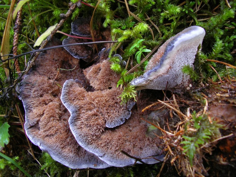 Hydnellum caeruleum (door Aldert Gutter)