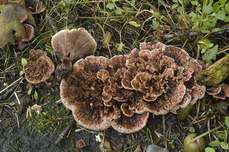 Hydnellum concrescens (door Nico Dam)