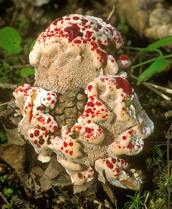 Hydnellum ferrugineum (door Henk Huijser)