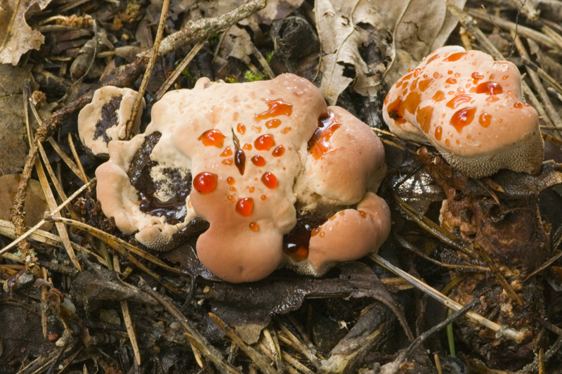 Hydnellum peckii (door Nico Dam)