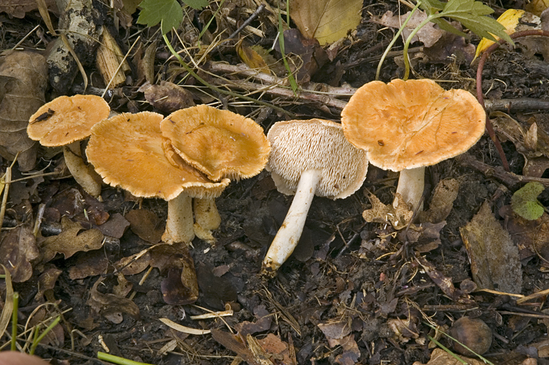 Hydnum rufescens (door Nico Dam)