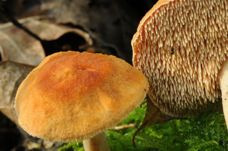 Hydnum rufescens (door Wouter Heijkamp)