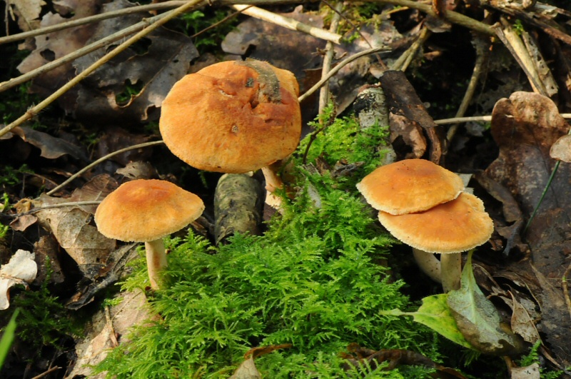 Hydnum rufescens (door Wouter Heijkamp)