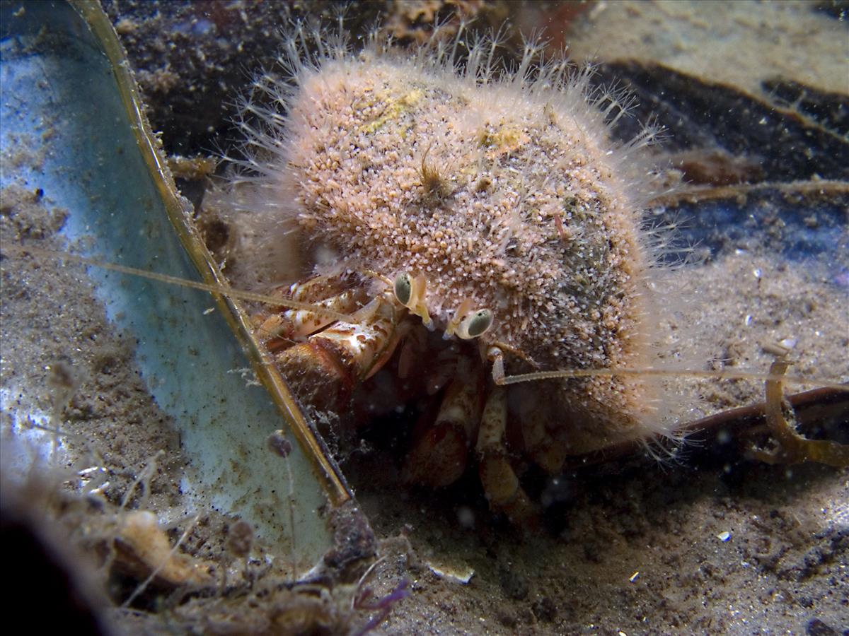 Hydractinia echinata (door Marco Faasse)