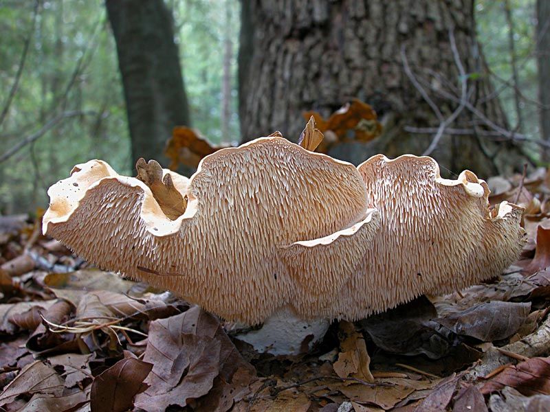 Hydnum repandum (door Gerben Winkel)