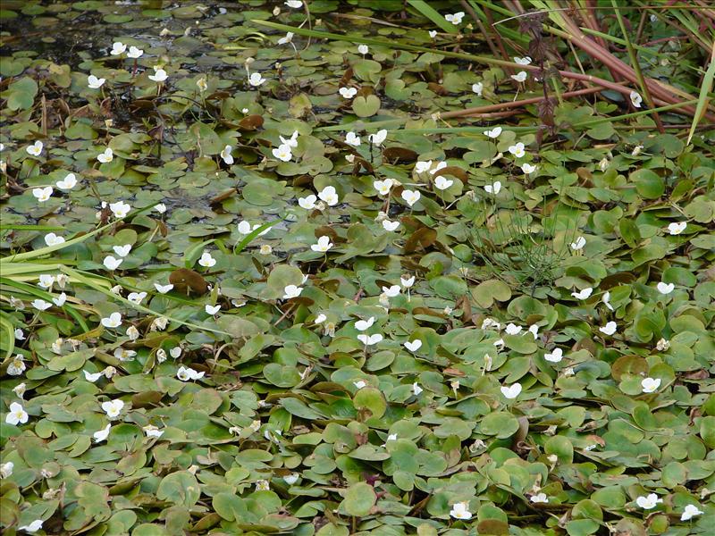 Hydrocharis morsus-ranae (door Adrie van Heerden)