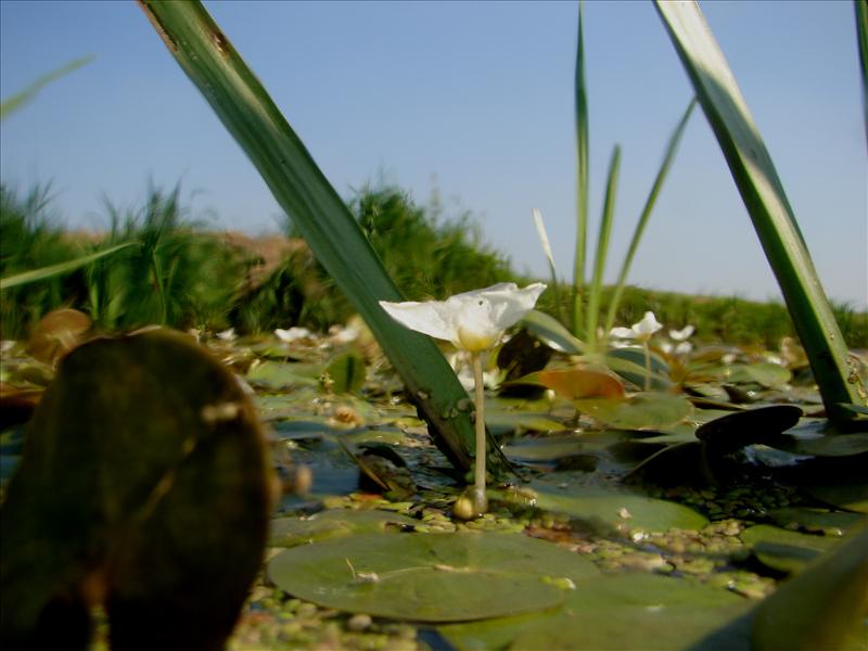 Hydrocharis morsus-ranae (door Adrie van Heerden)