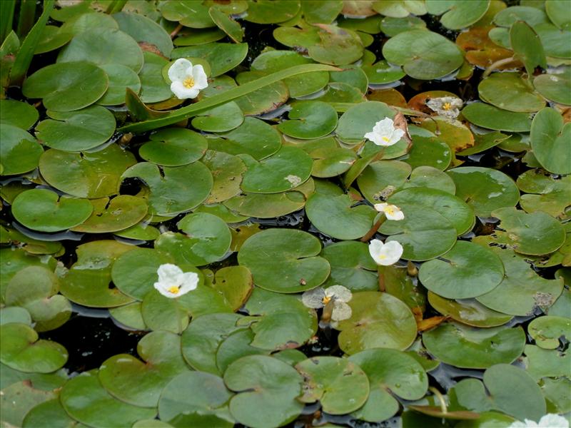 Hydrocharis morsus-ranae (door Adrie van Heerden)