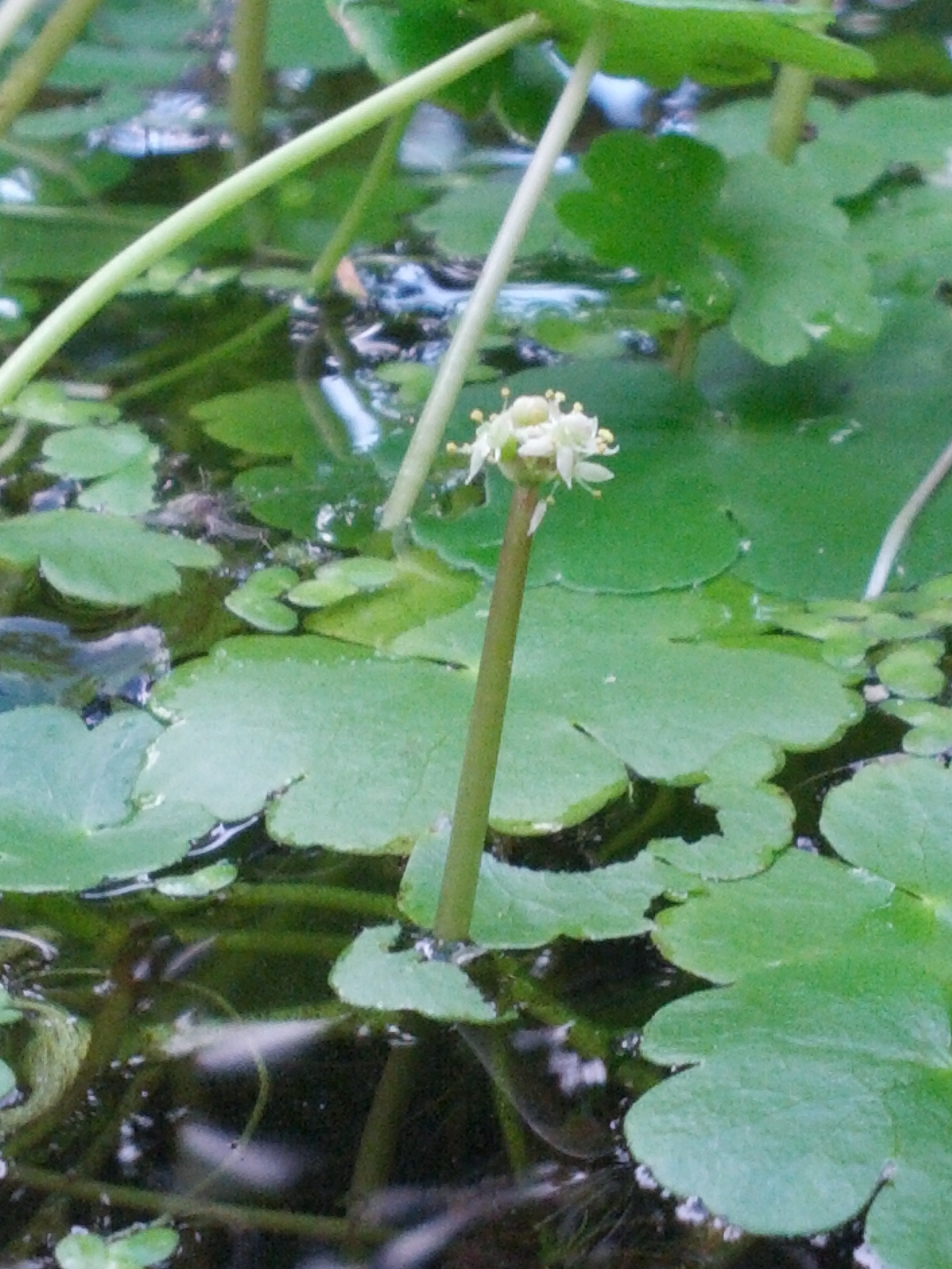 Hydrocotyle ranunculoides (door Ruud Beringen)