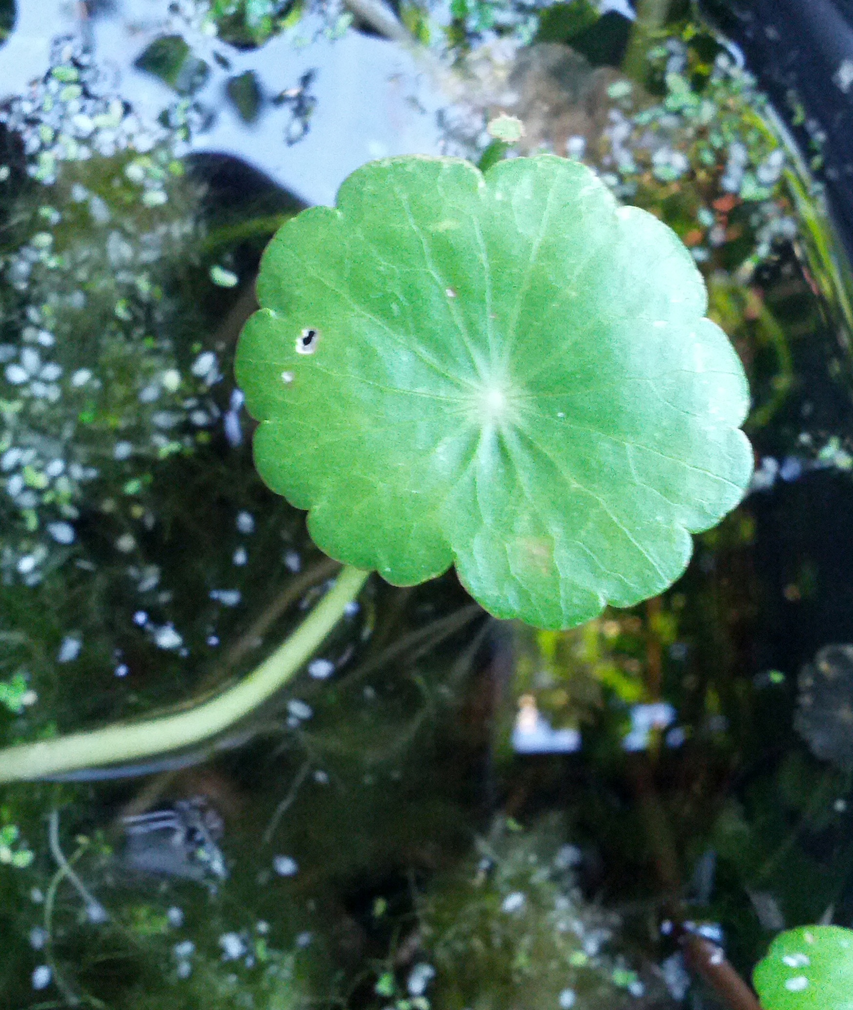 Hydrocotyle verticillata (door Ruud Beringen)