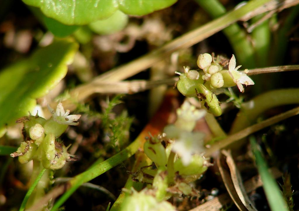 Hydrocotyle vulgaris (door Adrie van Heerden)